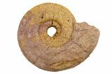 Jurassic Ammonite (Hildoceras?) Fossil - Morocco #289688-1
